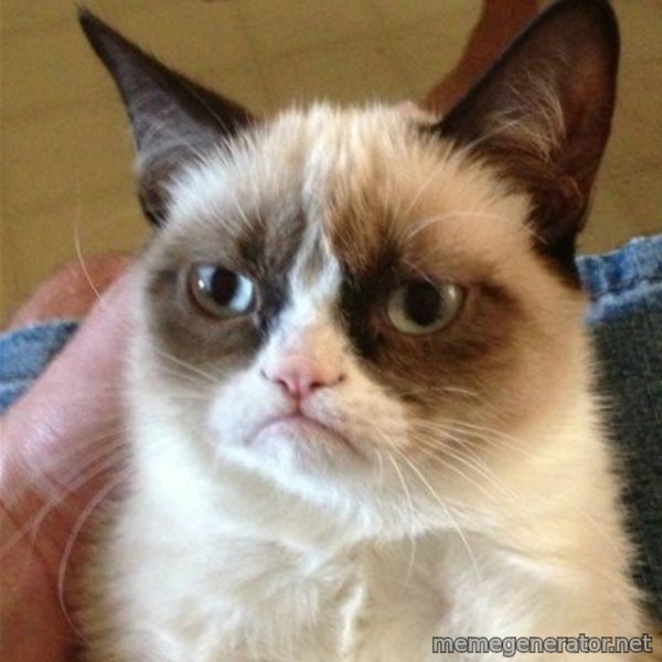 Grumpy Cat  meme template